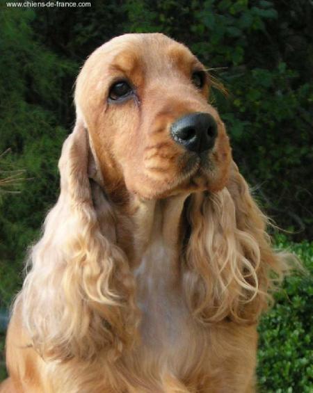 Pour le bien �tre de votre chien